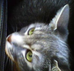 Xena in carrier
