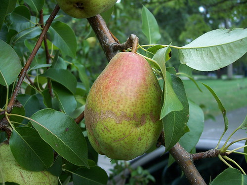 a nearly ripe pear