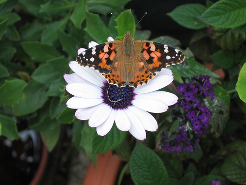 Painted Lady on the patio