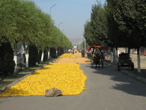 Drying corn on the roadside in Yining, western China / イニング市の道横でトウモロコシを乾燥する人たち(中国)