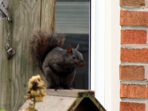 Squirrel on birdhouse
