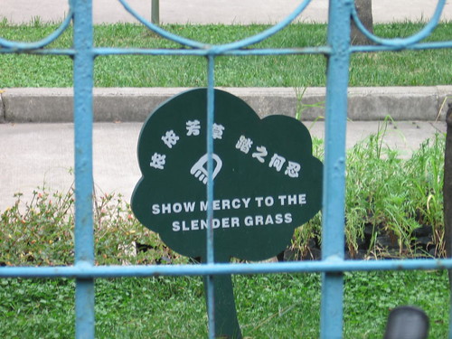 Slender Grass