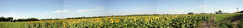 sunflowerspan.jpg