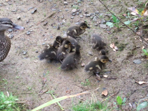 I am one of the seven ducklings.