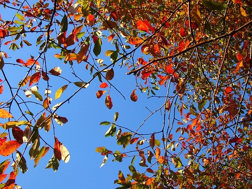 beautiful fall colors