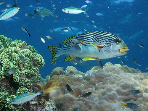 Sweetlip - Great Barrier Reef