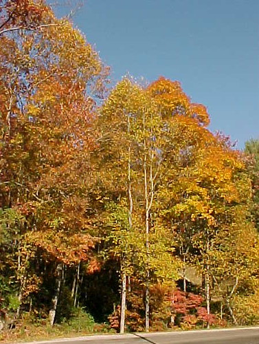 Autumn Color, North Carolina