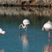 Ibiza - Flamingos in Ibiza