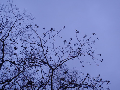 Branches and Grey Sky