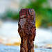 Ibiza - Tornillo oxidado  - rusty bolt -- boulon rouillé