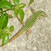 Ibiza - green lizard