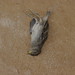 Formentera - The fall of a sparrow