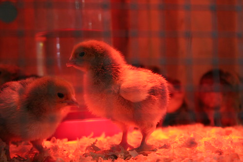 Chicks in the red light district.
