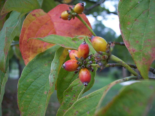 dogwood berries ripening