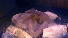 寿司屋の蛸
