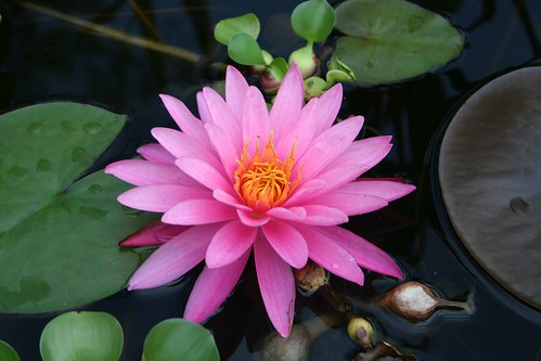 mywaterlily