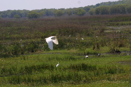 Egret in flight Fogg Dam