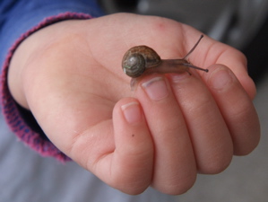 It's a baby snail.