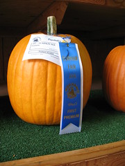 1st prize pumpkin