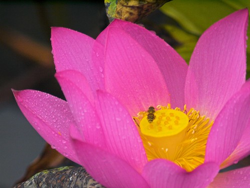 Lotus and Bee