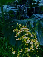 Orchids Botanic Gardens