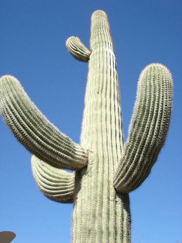 saguaro perspective