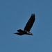 Ibiza - Cuervo volando -  crow flying - corb volant