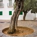 Ibiza - Olive trees