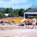 Ibiza - Horses in Ibiza