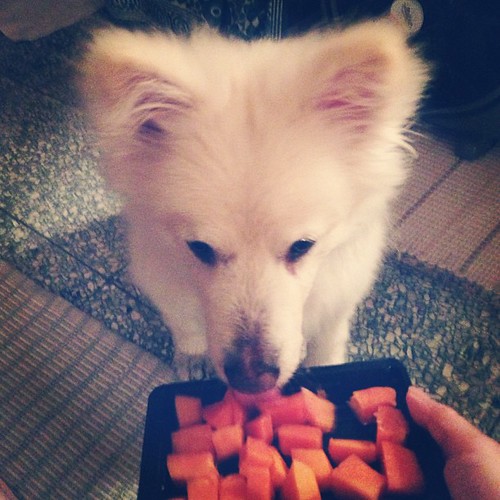 吃木瓜 Eating papaya #熊寶 #dog #doglife #dogdaily #dogstagram #instadog #papaya