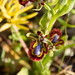 Ibiza - Ophrys Speculum