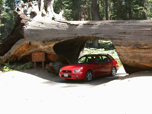 Tunnel Log@Sequoia National Park