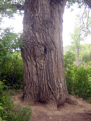 largest tree in sask