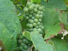 Grapes that made champagne