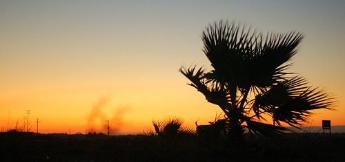 palm tree after sunset