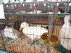 Duck at Minnesota State Fair 2006