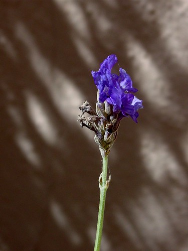 lavender stalk
