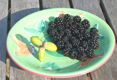 acorns,-blackberries