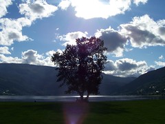 Tree in the sun