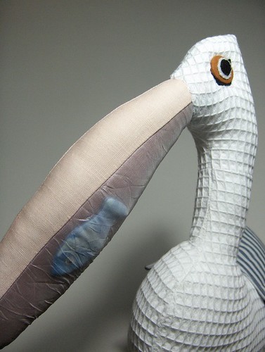 Australian Pelican close up