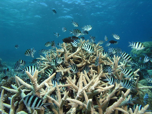 Coral - Great Barrier Reef