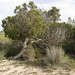 Formentera - Tree