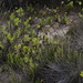 Formentera - Marsh plants