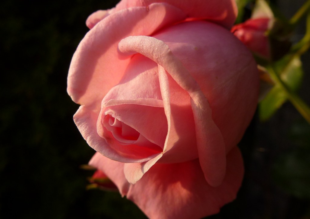 Rose i morgenlys