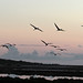 Ibiza - Flamencos volando al atardecer  -  Flamingos flying at dusk