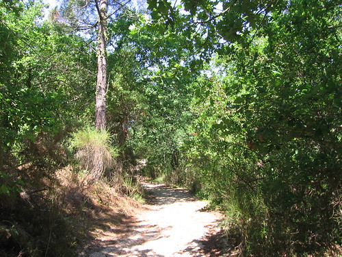 Arcachon forest