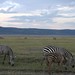 Zebras in Nikuru