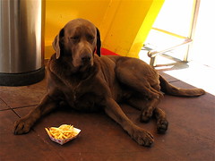 Dog-N-Fries