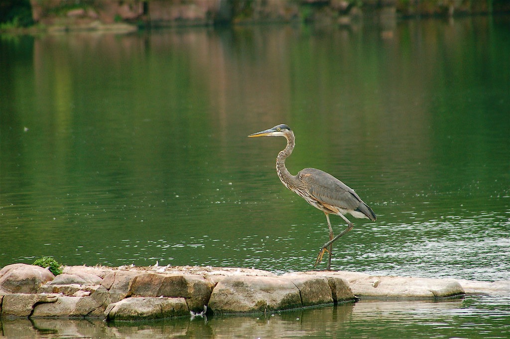 fishing heron