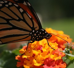 Finally, the butterflies discover my garden